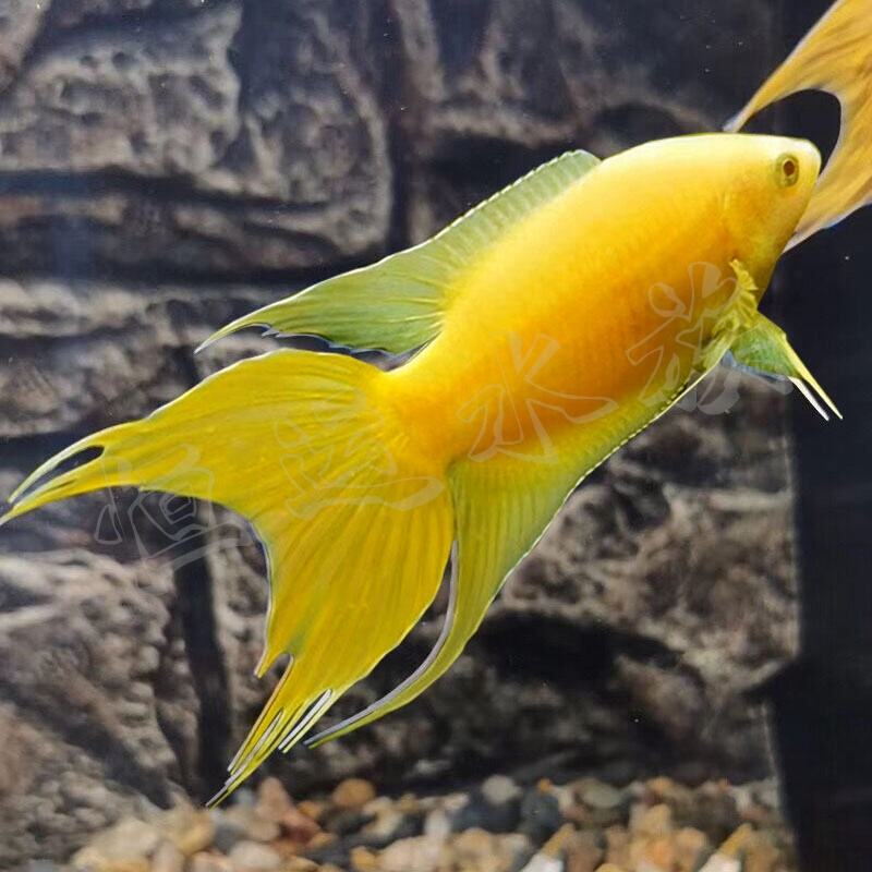 黄金斗鱼（Betta splendens, Golden Morph）饲养与繁殖全方位大师级指南