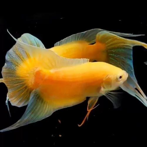 黄金斗鱼（Betta splendens, Golden Morph）饲养与繁殖全方位大师级指南