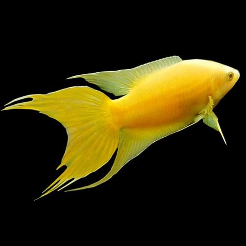 黄金斗鱼（Betta splendens, Golden Morph）饲养与繁殖全方位大师级指南